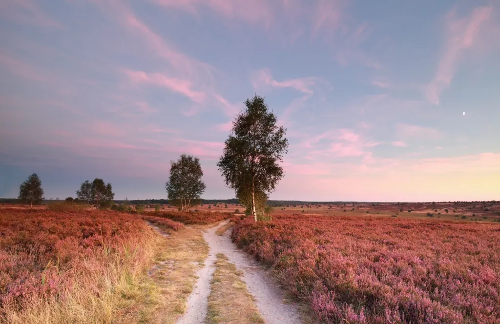 Wandelen door de paarse heidevelden van Lüneburger Heide