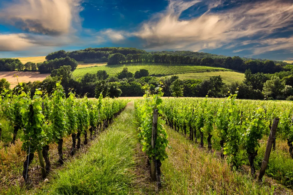 Wijnproeverij in de Bourgogne wijngaarden