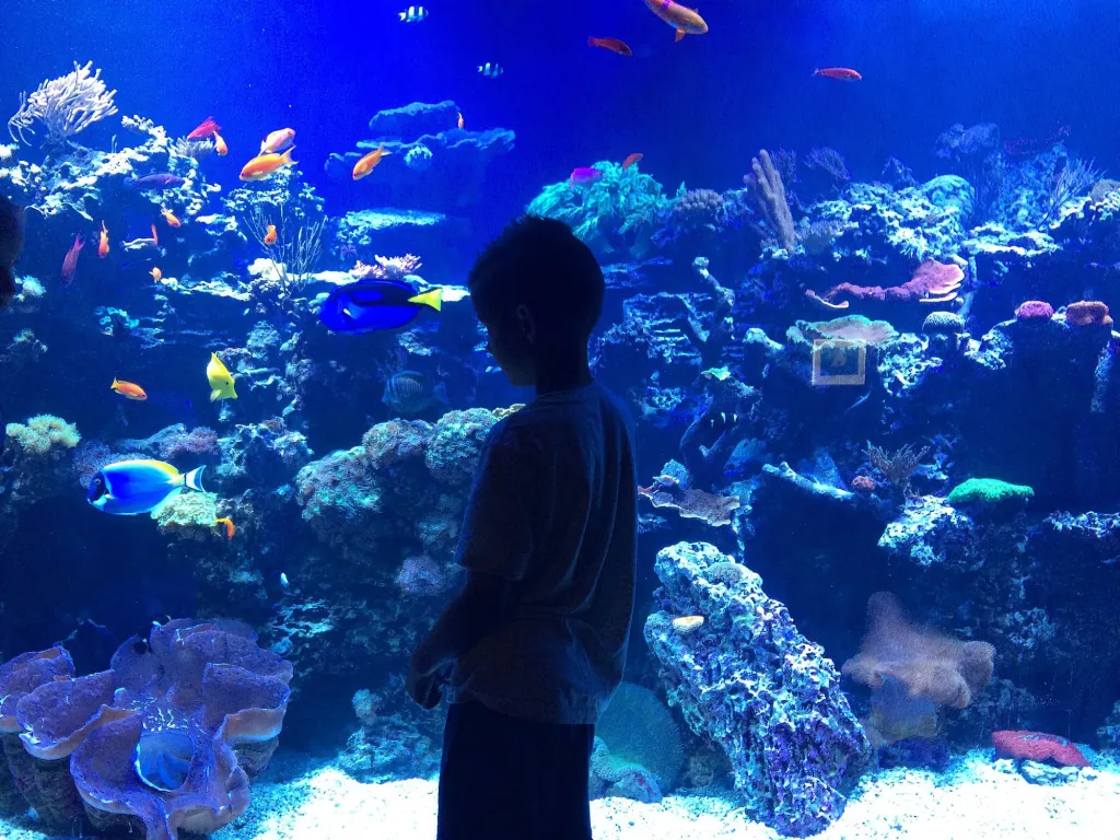 Bezoeken aan Palma Aquarium met kinderen