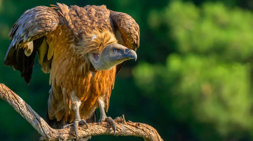 Waar zeldzame griffioen gieren spotten op Cres