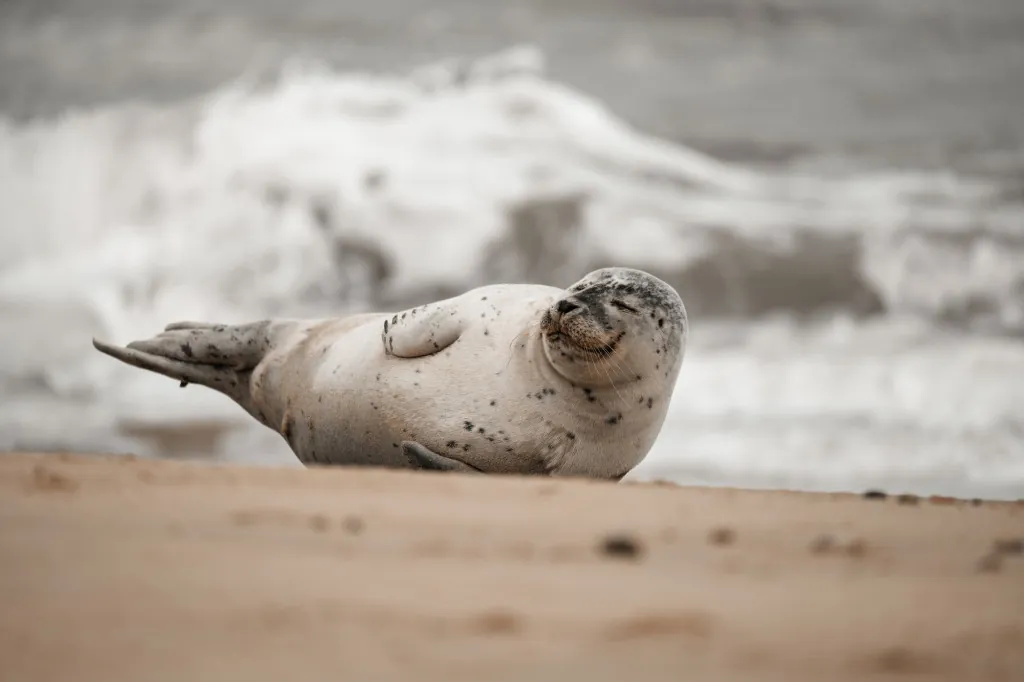Hoe zeehonden spotten op Ameland?
