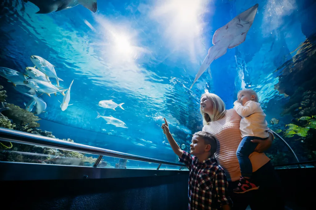 Sea Life Blankenberge: wat kun je verwachten?