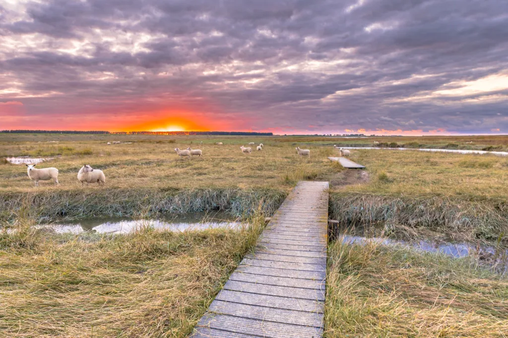 Wandelen over de dijken van de Westerschelde