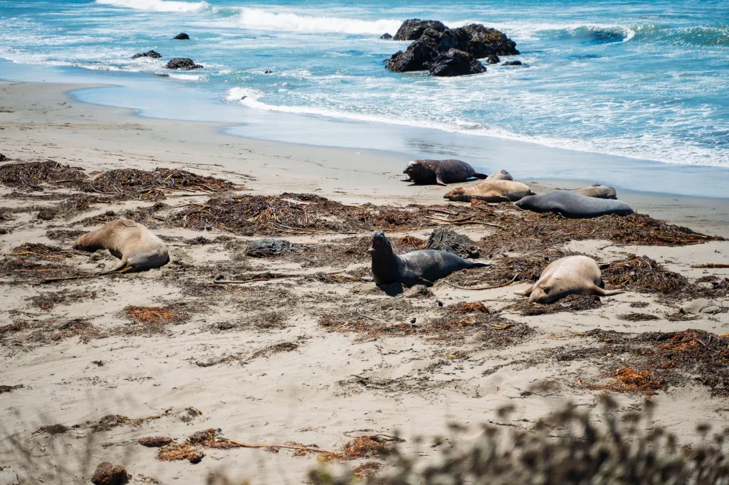 Elephant Seals and pacific coast beach