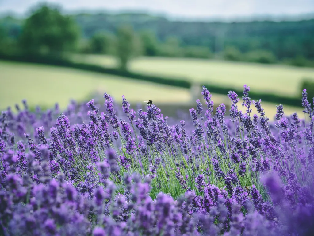 Painswick in de Cotswolds verkennen