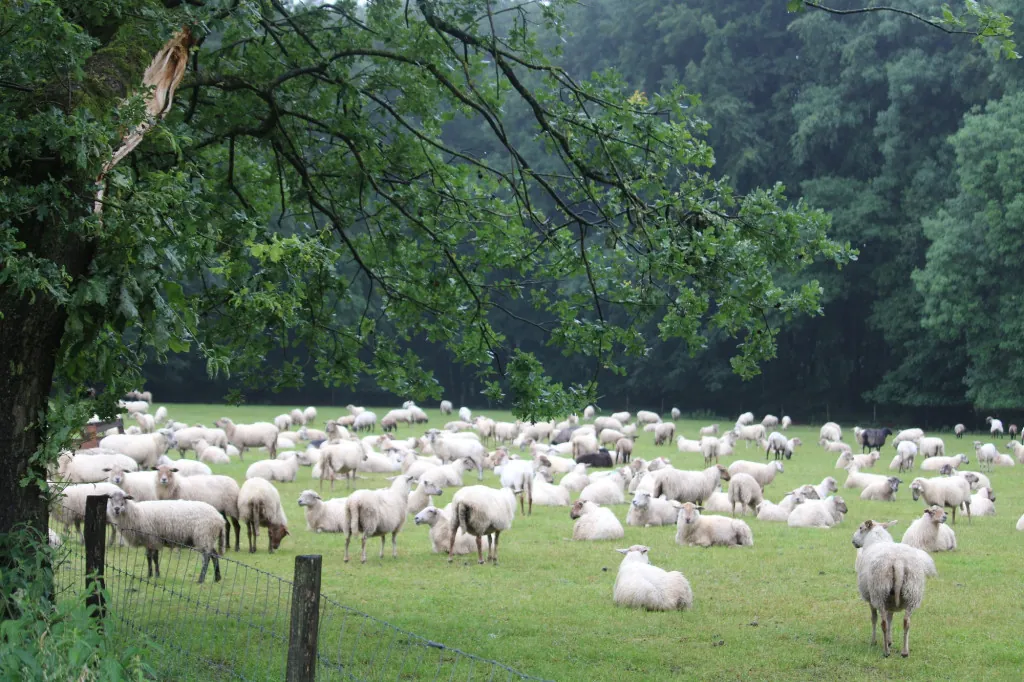 Wat zie je op het Krijtlandpad in Zuid-Limburg?