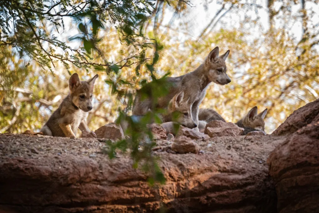 Wat kun je zien in wildpark Lüneburger Heide?
