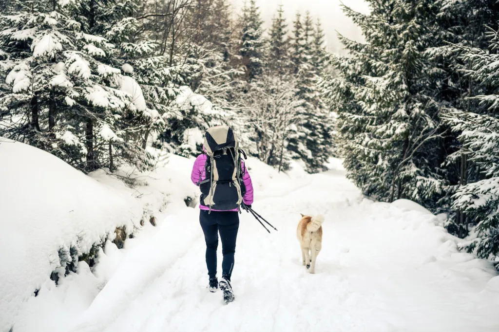 Beste losloopgebieden voor honden in de Ardennen