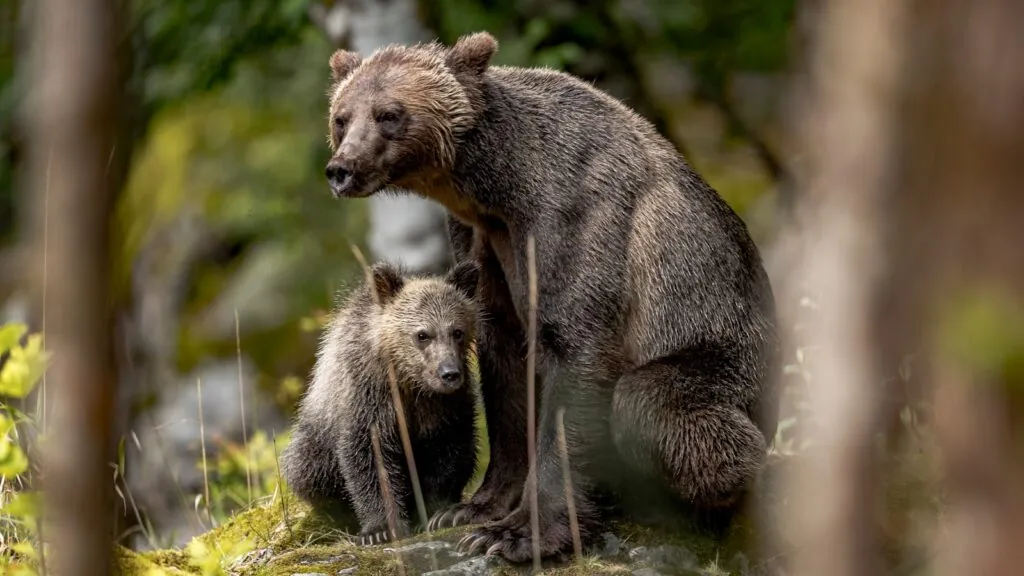 Alberta met kinderen: avontuurlijke uitjes in natuur en stad