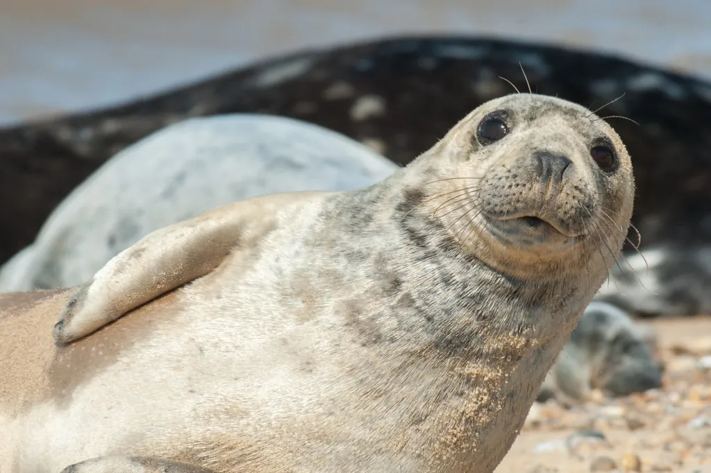Zeehonden spotten bij Ecomare in de winter