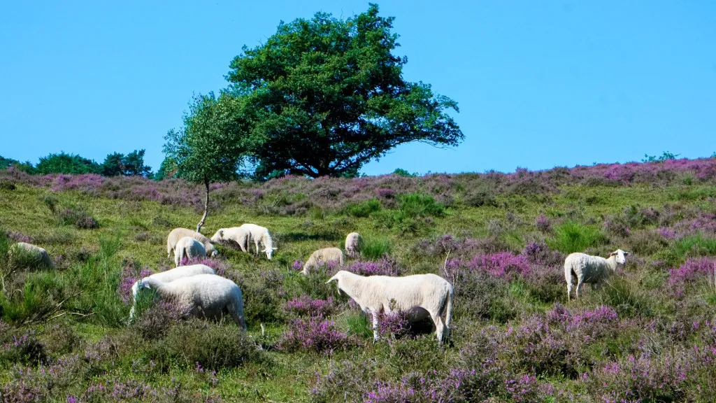 Wat zijn Heidschnucken-schapen in Lüneburger Heide?