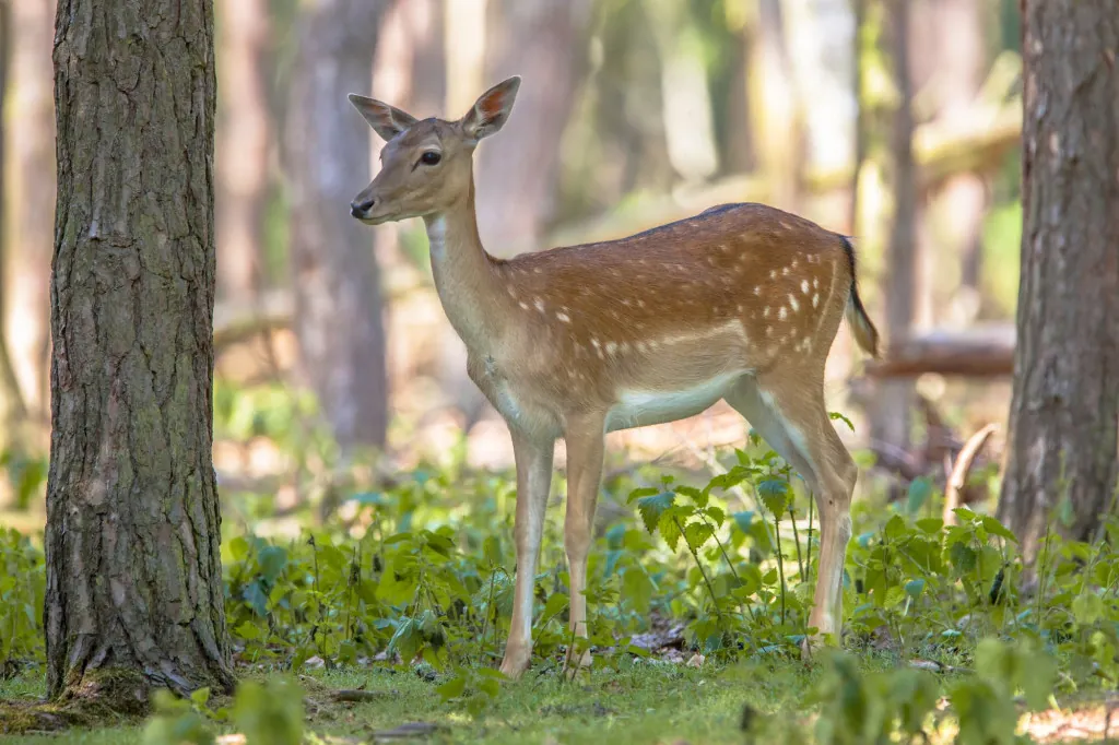 Welke dieren spot je in Nationaal Park de Hoge Veluwe?