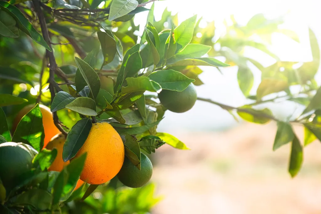 De smaak van kersen bij Fruittuin Verbeek