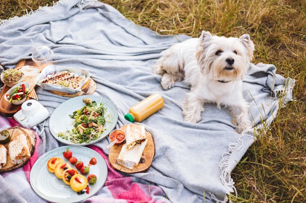 Picknicken in Dartmoors natuur met je hond