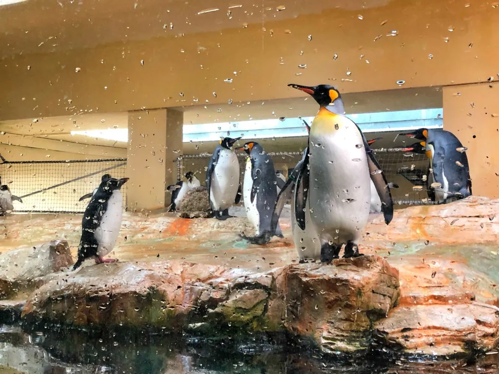 Wat biedt het Sea Life Center in Konstanz voor kinderen?