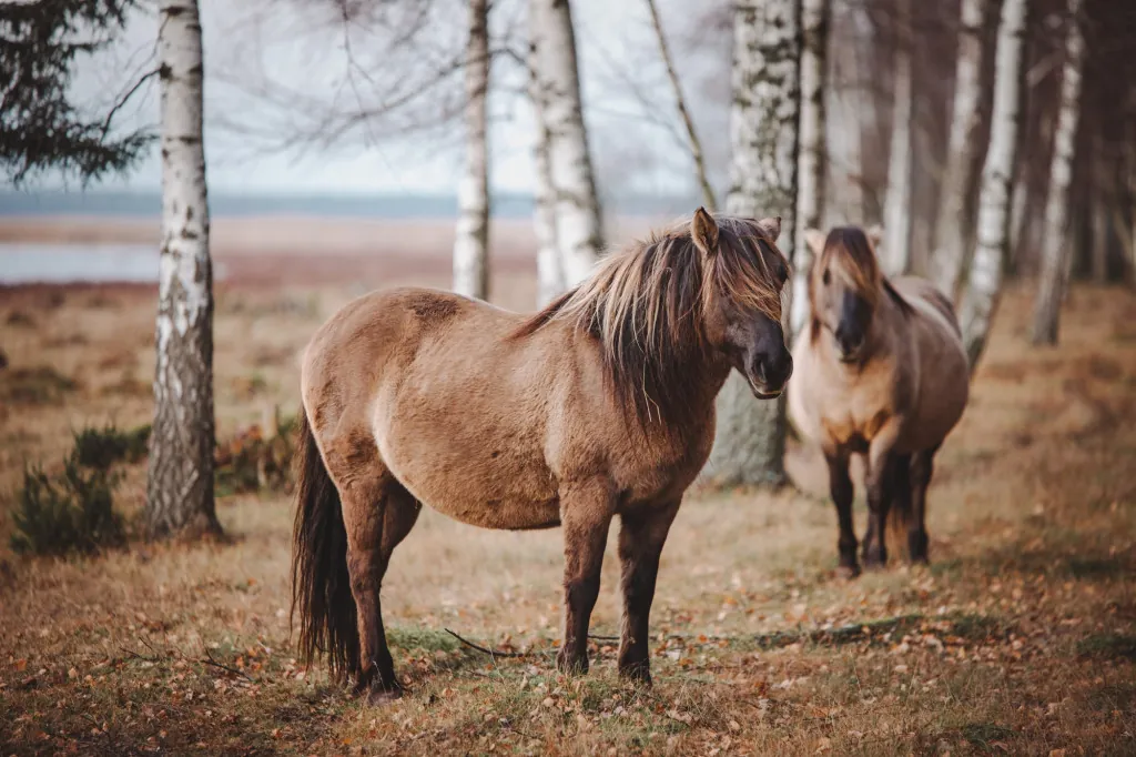 Wat doen konikpaarden en heckrunderen voor de vogels?