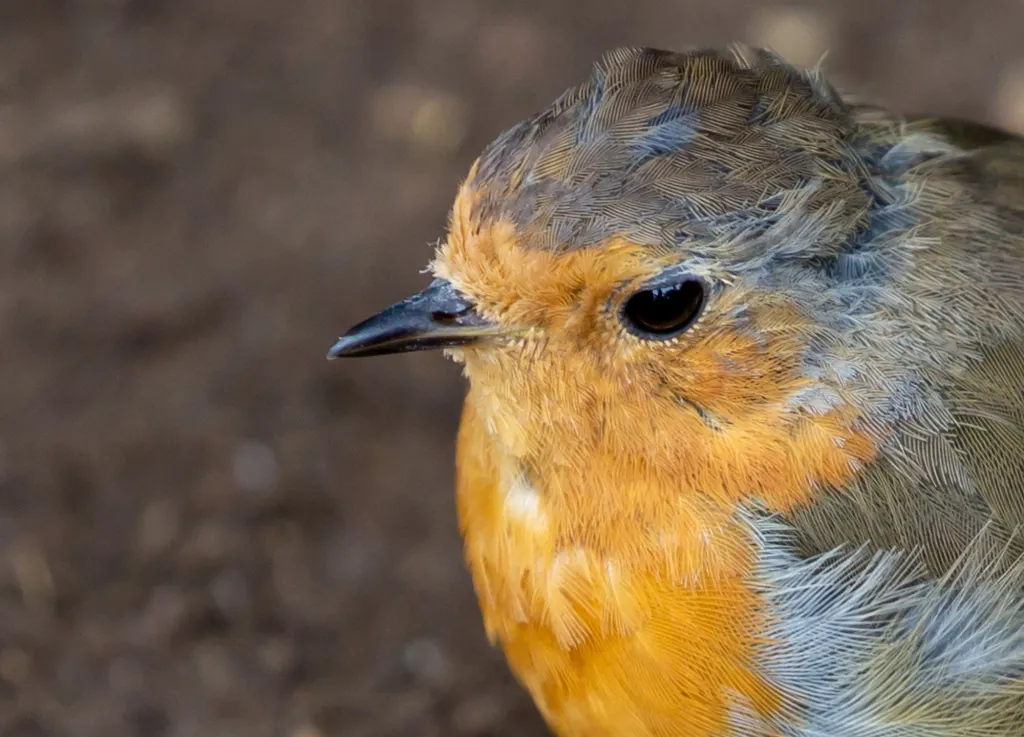 Wat biedt natuurpad 't Zinkske aan stilte en vogels?