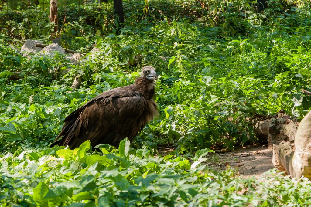 Griffioenvogels spotten in Tramuntana