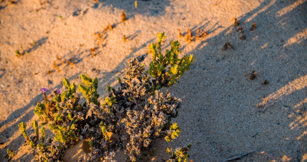 Comporta: ontdek een rustig strand