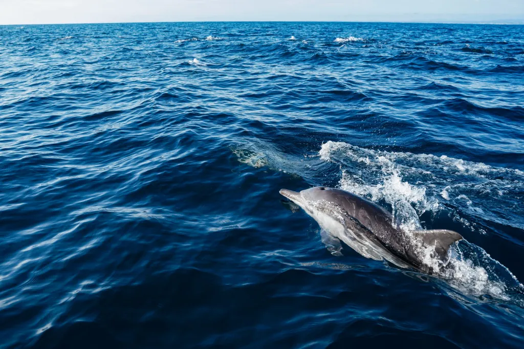 Dolfijnexcursies met de Dolphin Watching School