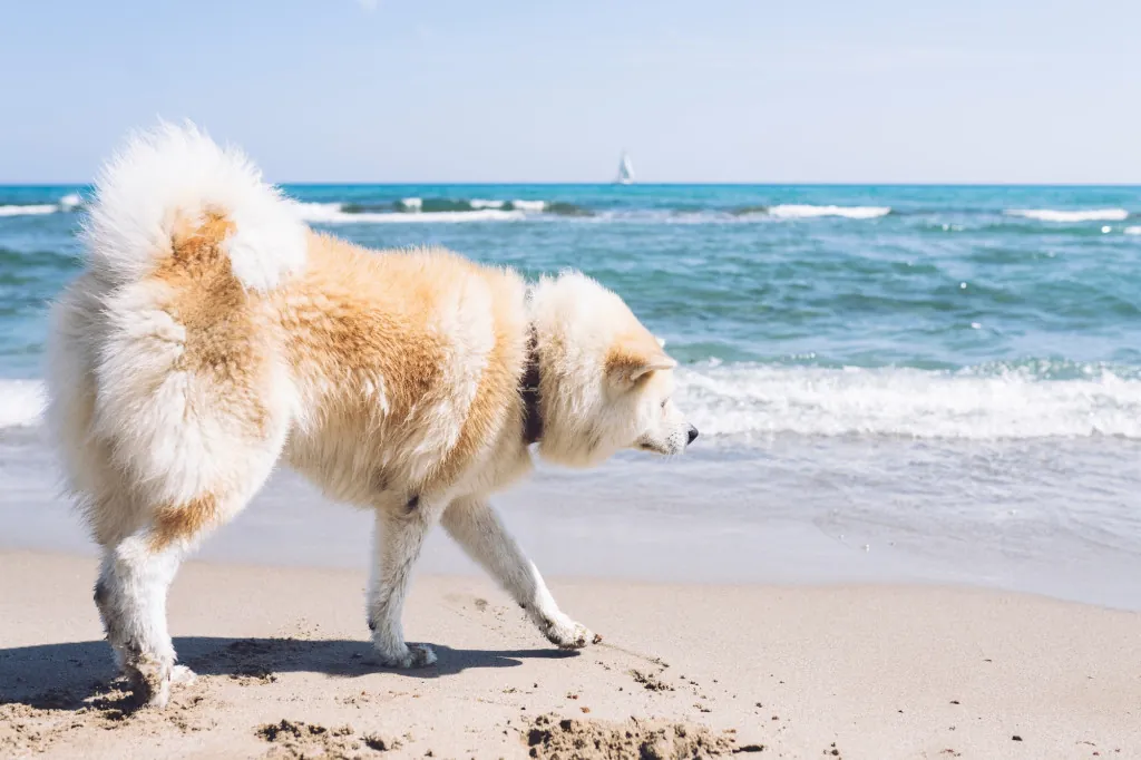 Waar kun je strandwandelen met je hond bij Banjaardstrand?