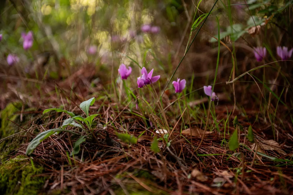 Flora en Fauna van de Krka Kloof Verkennen