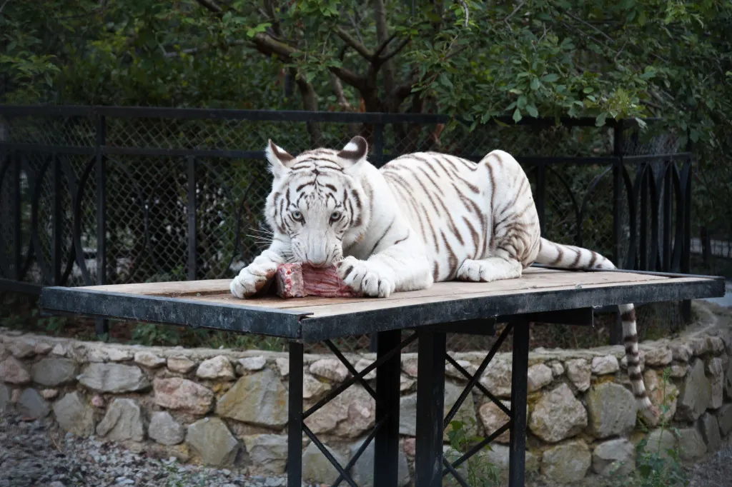 Gezinsuitje naar dierentuin Beauval