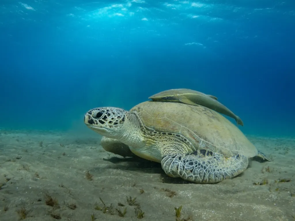 Waarom is de zeebodem cruciaal voor schildpadden op Zakynthos?