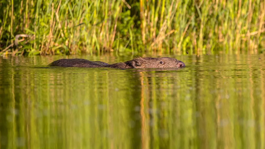 Spot zeearenden en bevers in de Biesbosch