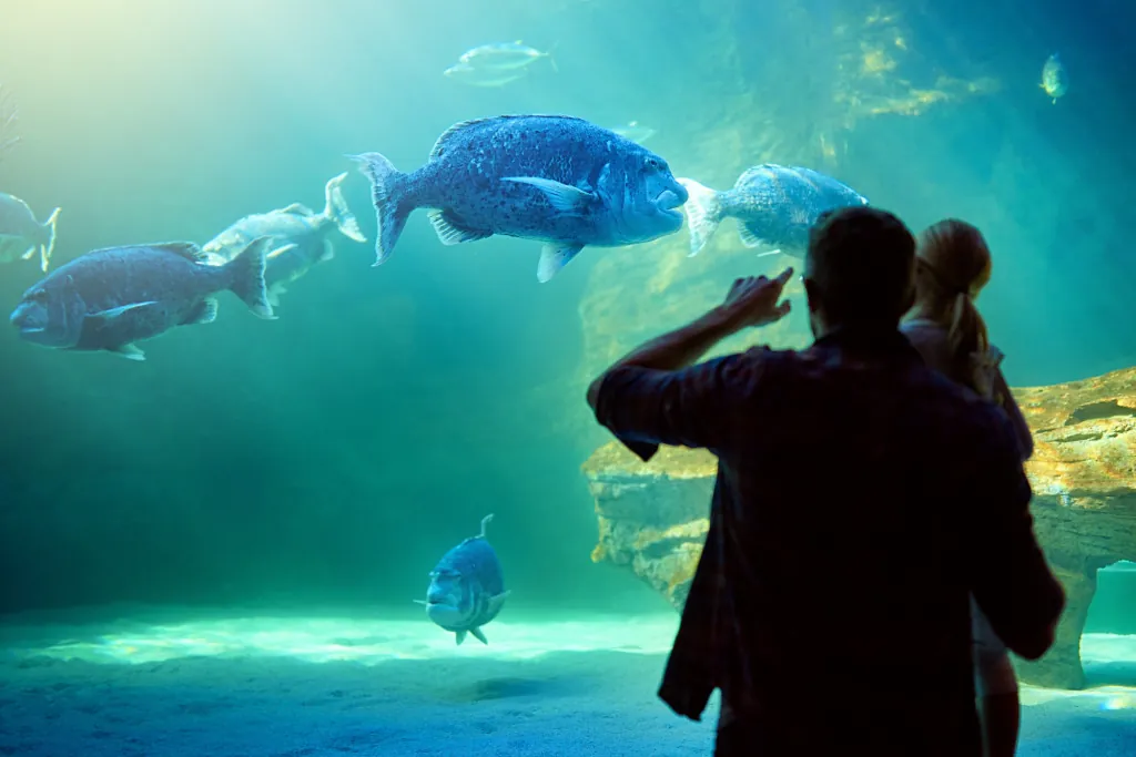 Ontdek het zeeaquarium van Benalmádena