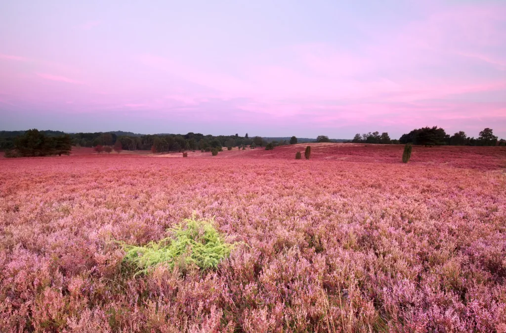 Wandelen door de paarse heidevelden van Lüneburger Heide