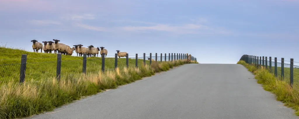 Hoe verken je het duinlandschap van Westenschouwen?