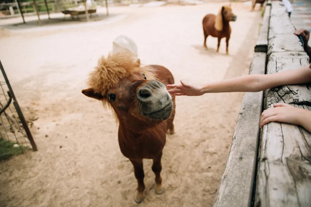 Bezoek de dierentuin Parco Natura Viva met het gezin