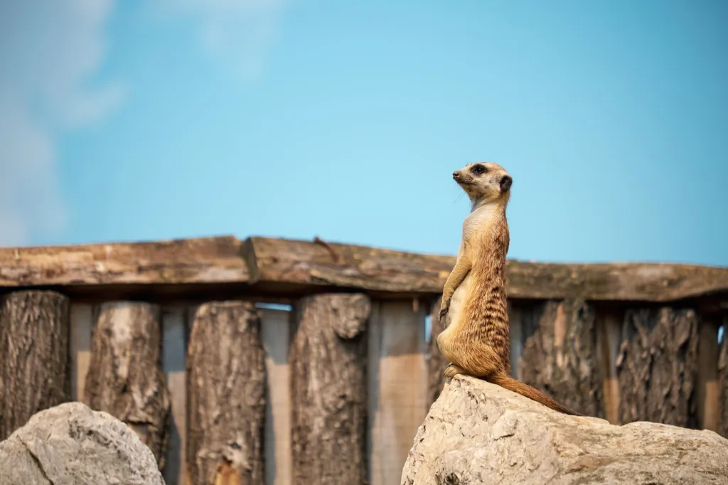 Dieren ontdekken in ZOO Antwerpen