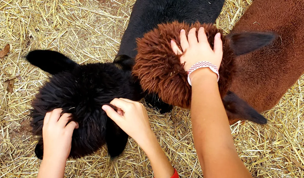 Wat te verwachten in Cotswold Wildlife Park?