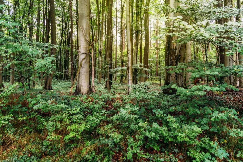 Waar kun je wandelen langs kliffen en bossen op Rügen?