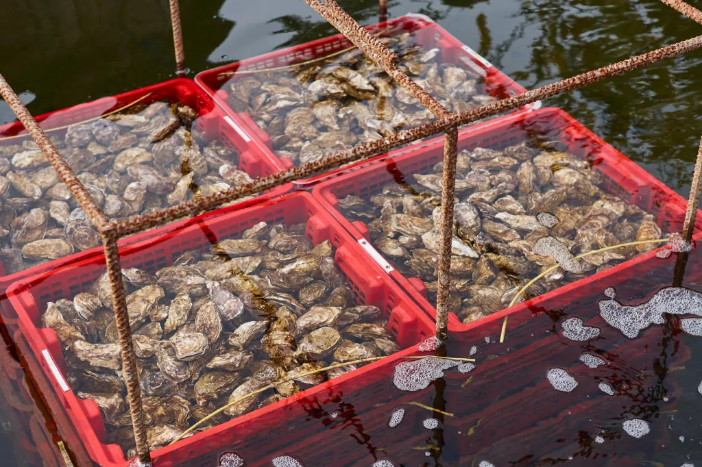 Oesterkwekerijen in Le Hourdel