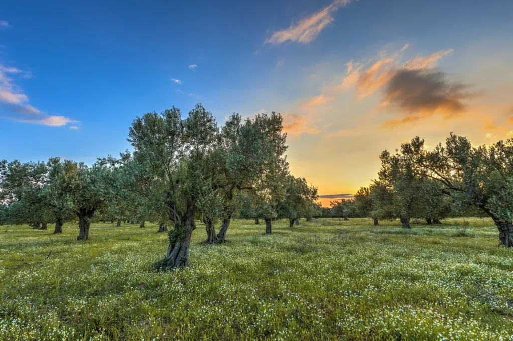Wandelroutes door Kassiopi olijfgaarden