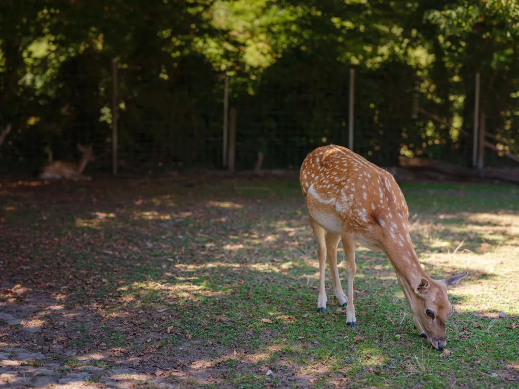 Een dagje uit naar de dierentuin van Aargau