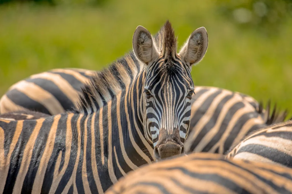 Hoe wandel je door het safari-park van Brijuni