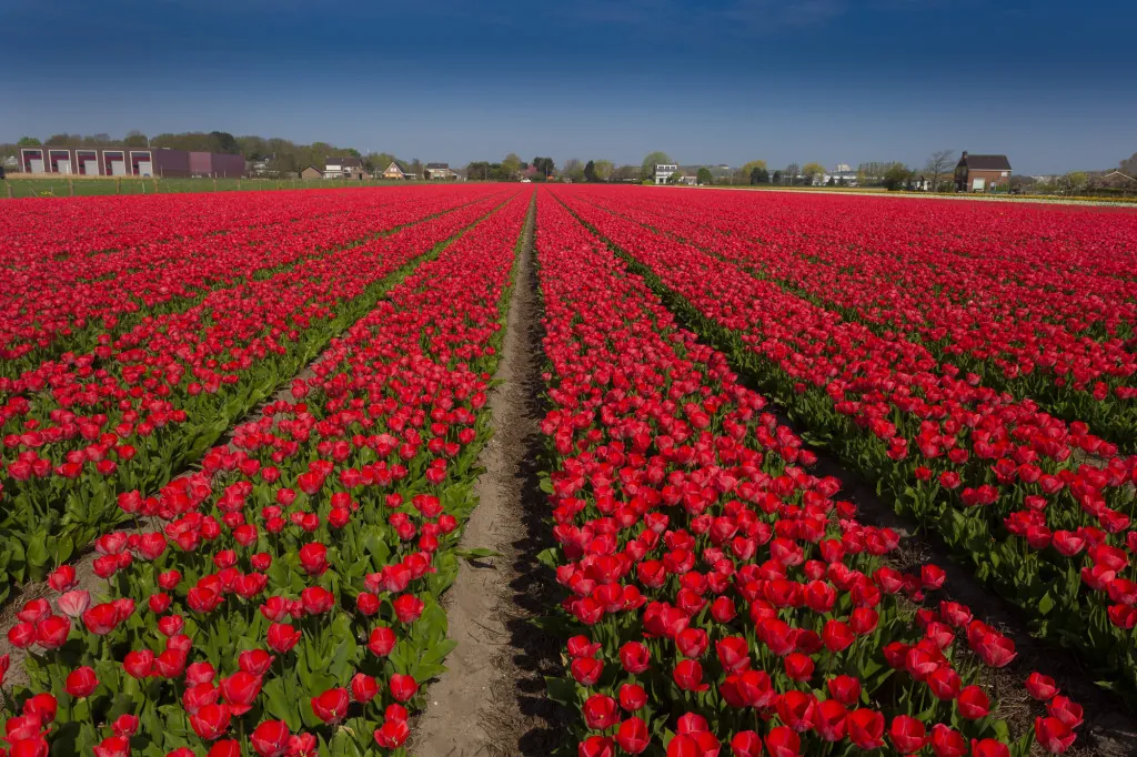 Waar fietsen langs tulpenvelden in de Flevopolder?