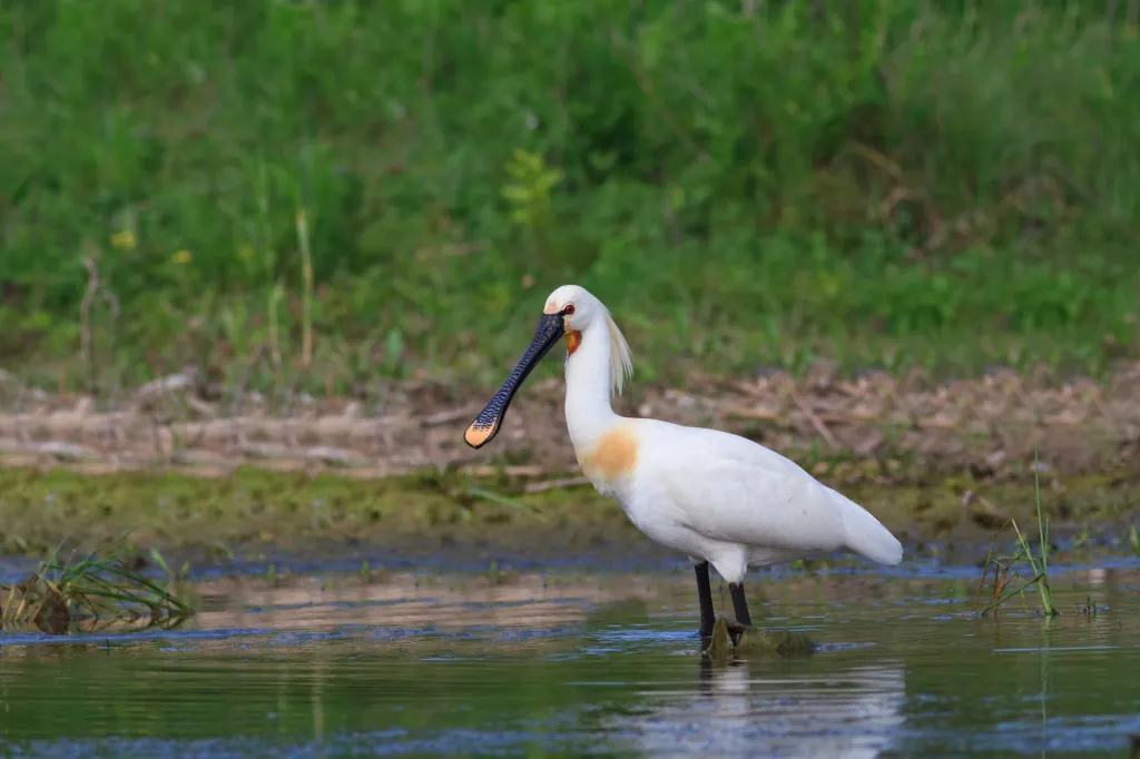 Vogels kijken in de Slikken van Flakkee