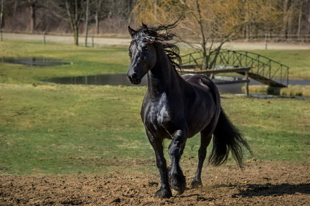 Waarom is het Friese paard zo bijzonder?