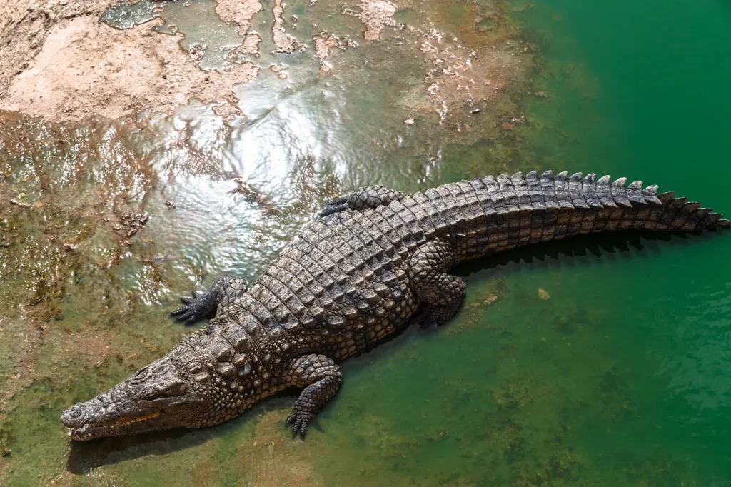 Bezoek het krokodillenpark in Torremolinos
