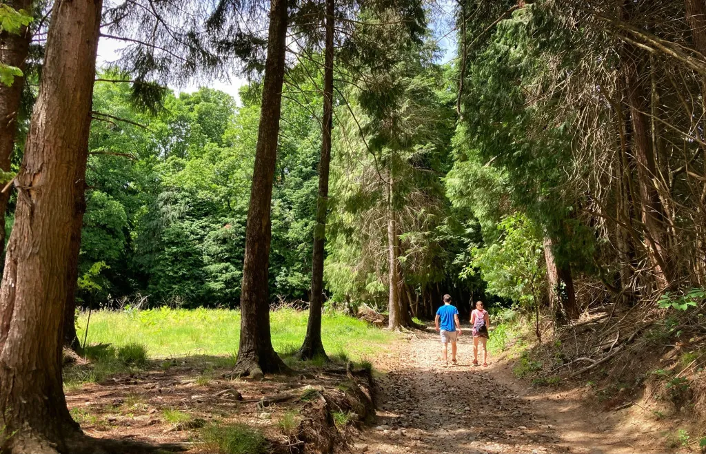Bospad in het regionale park