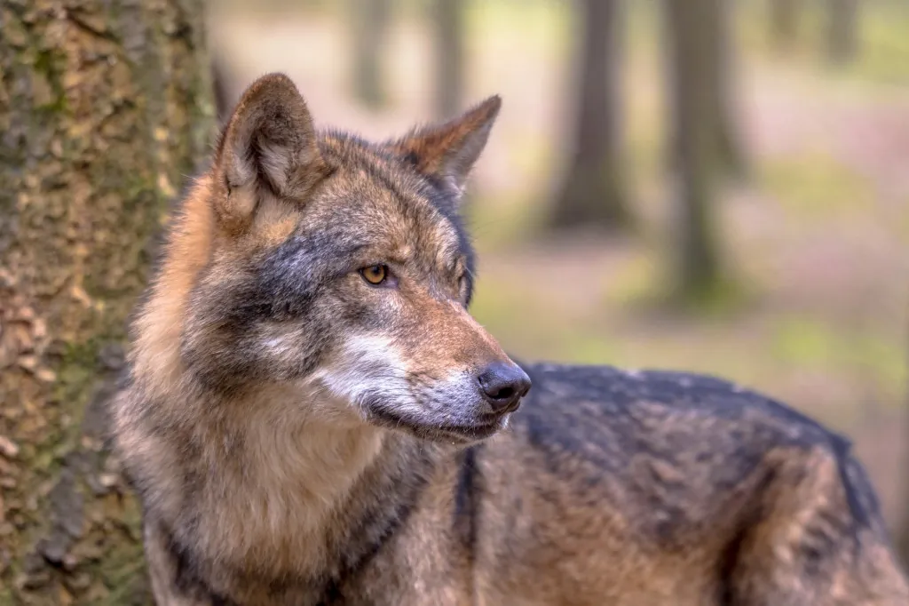 Adelaars en wolven bekijken in Kasselburg
