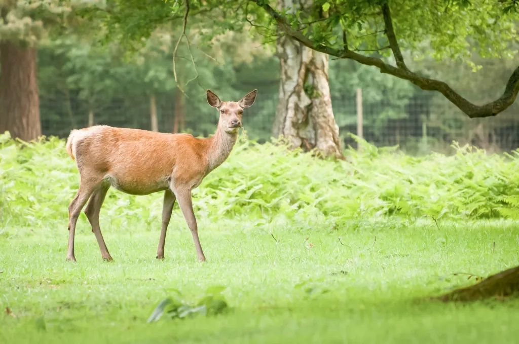 Dieren spotten in Natuurpark Lelystad