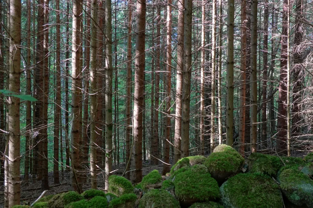 Wat maakt Tiveden Nationaal Park zo wild?