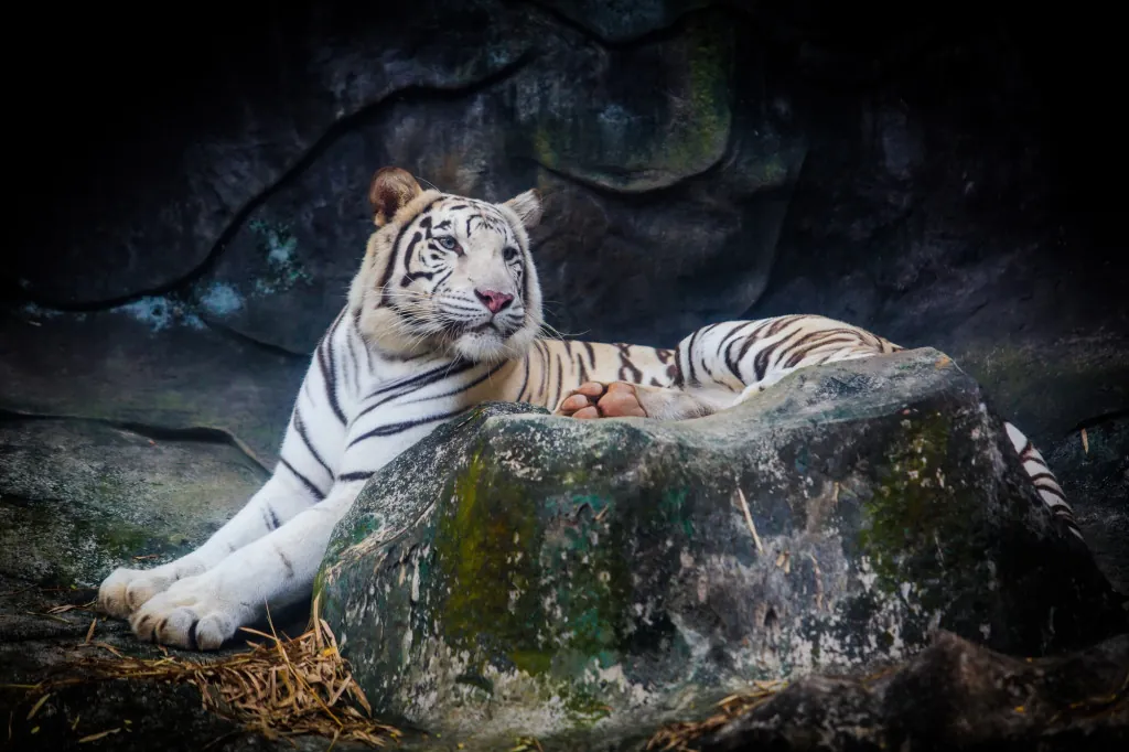 De witte tijgers en andere dieren in de dierentuin van Liberec