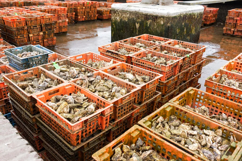 Hoe belangrijk is de haven van Yerseke voor de mosselcultuur?